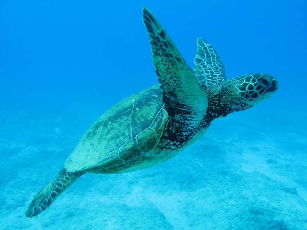 une tortur nage dans la mer d'hawai ecotourisme