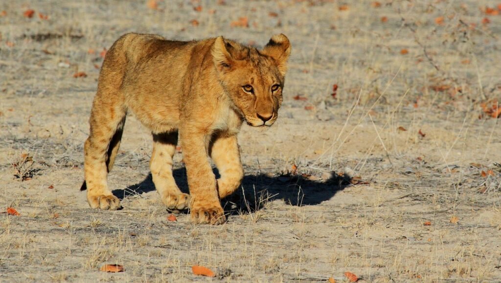 petit lionceau faire un safari en famille afrique 