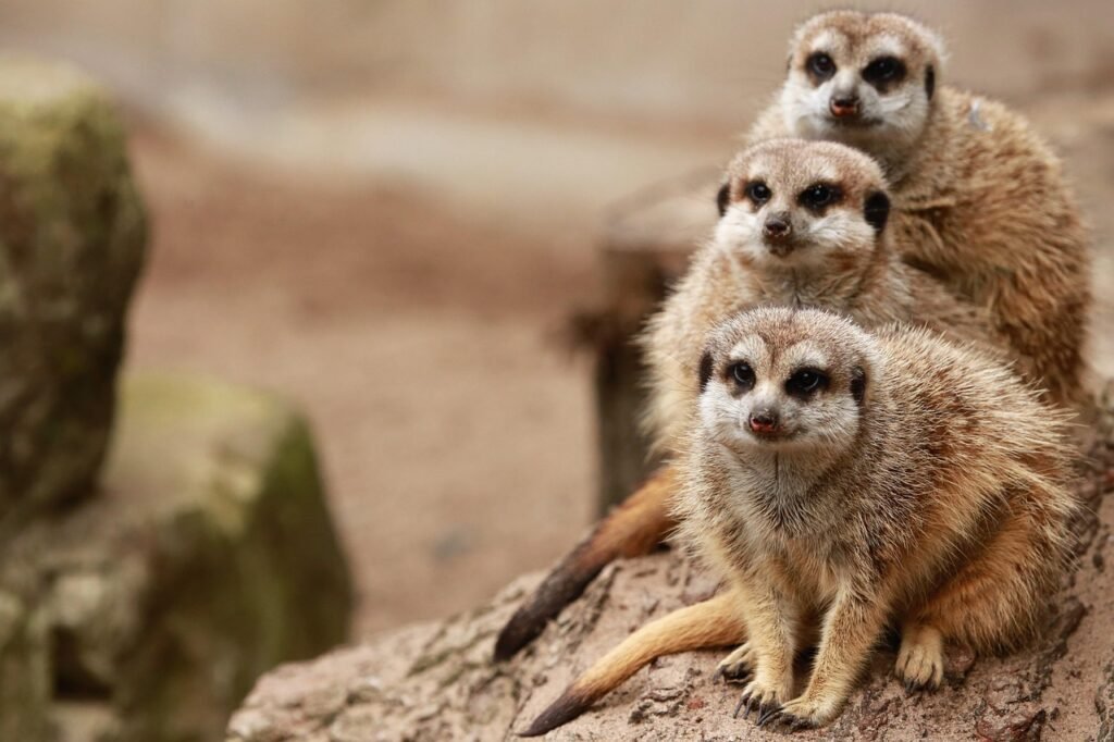 safari en famille de suricat 